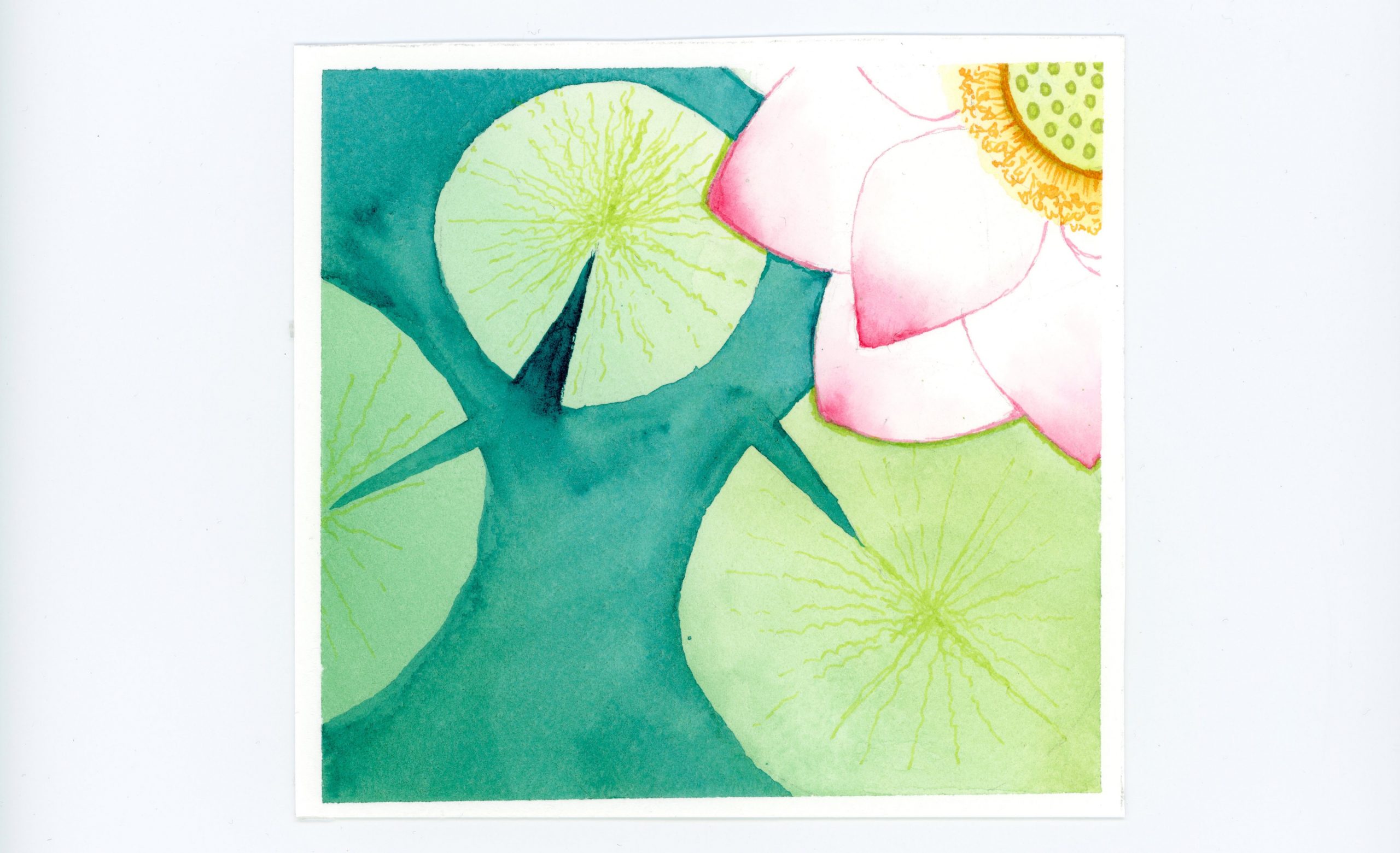 Waterlily Watercolor Illustration