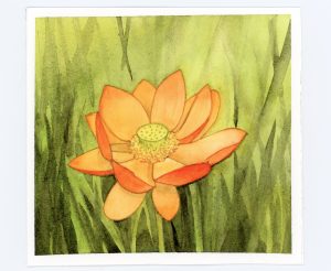 Waterlily watercolor and ink in orange