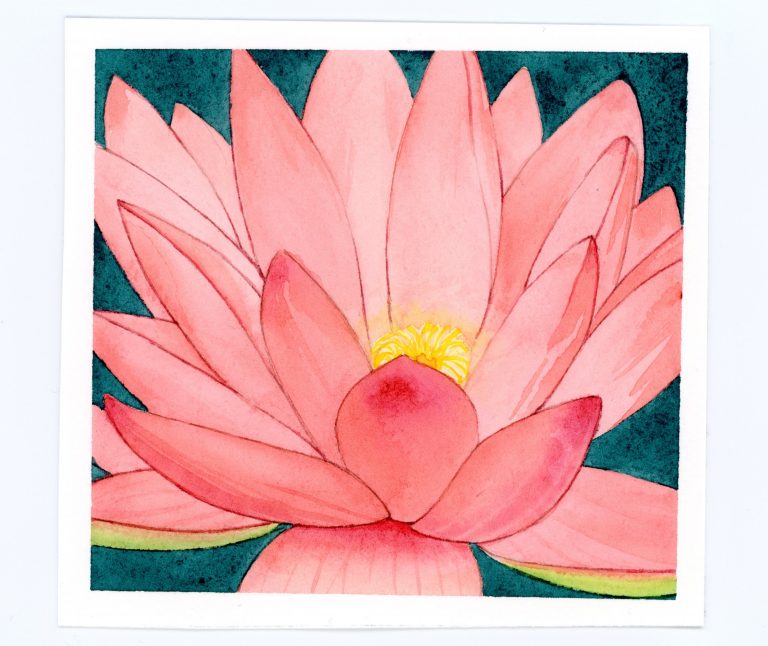 waterlily watercolor and ink illustration