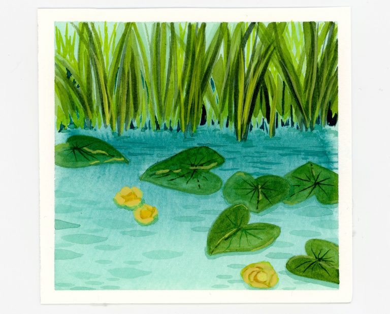 Yellow pond lilies in watercolor and gouache