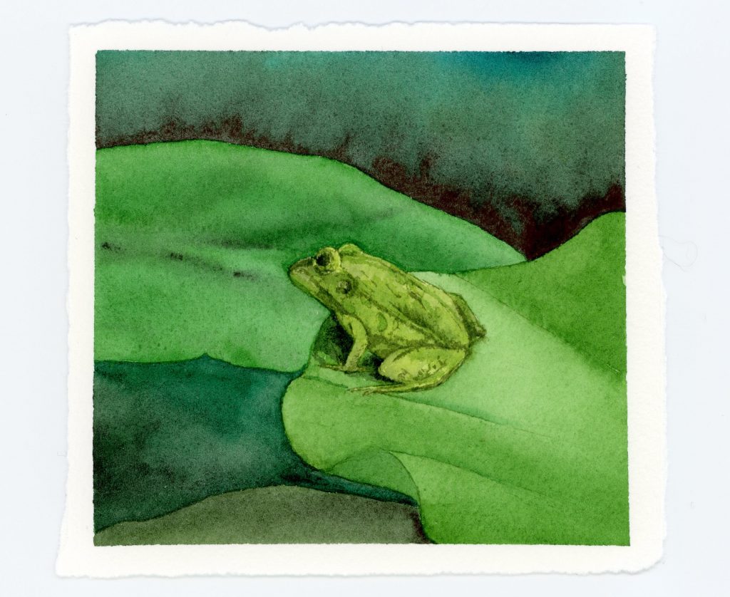 frog on lily pad watercolor illustration
