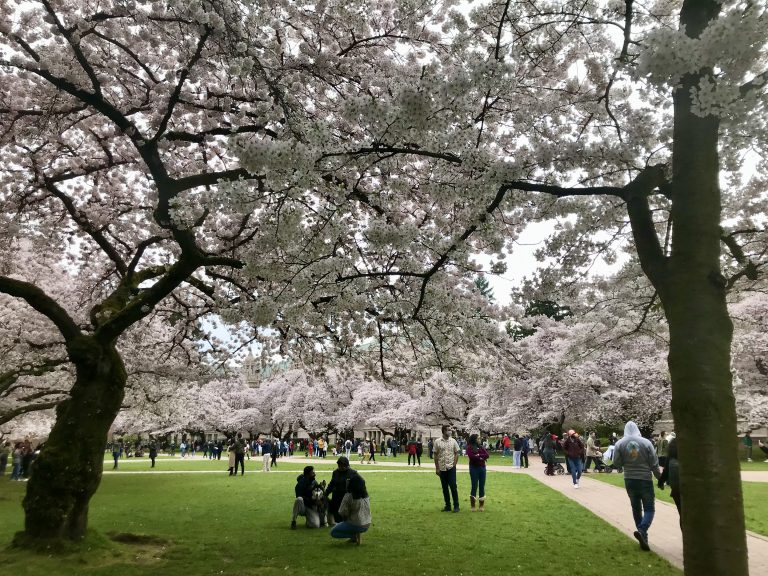 Cherry blossoms—University of Washington