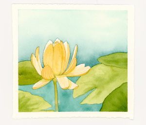 Waterlily watercolor illustration