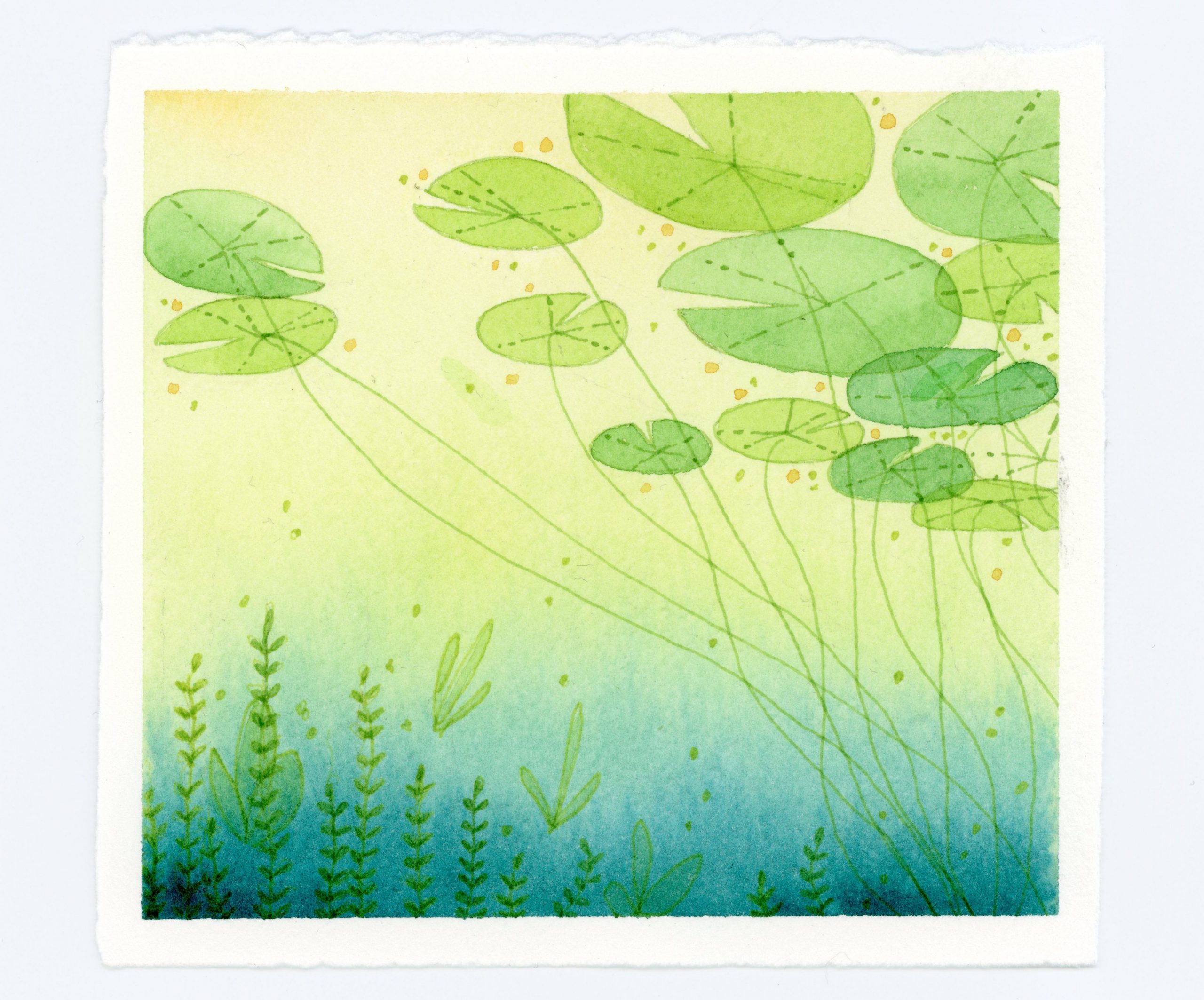 Lily pad watercolor and ink illustration