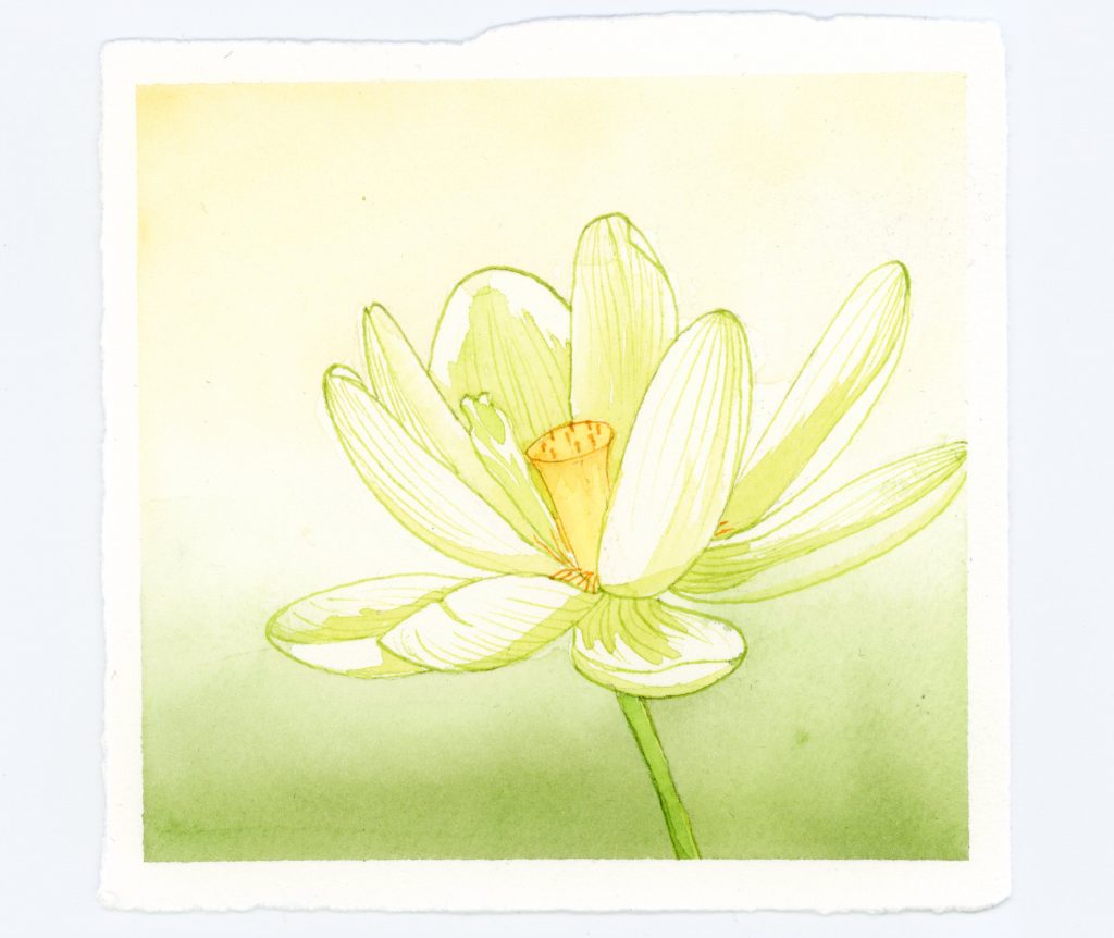 Waterlily illustration in watercolor and ink