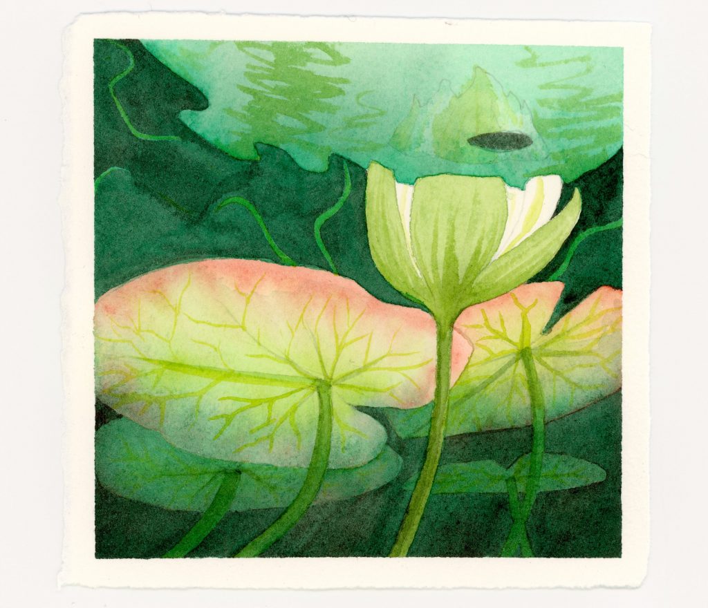 Underwater view of waterlily bud and lily pads--watercolor and ink illustration