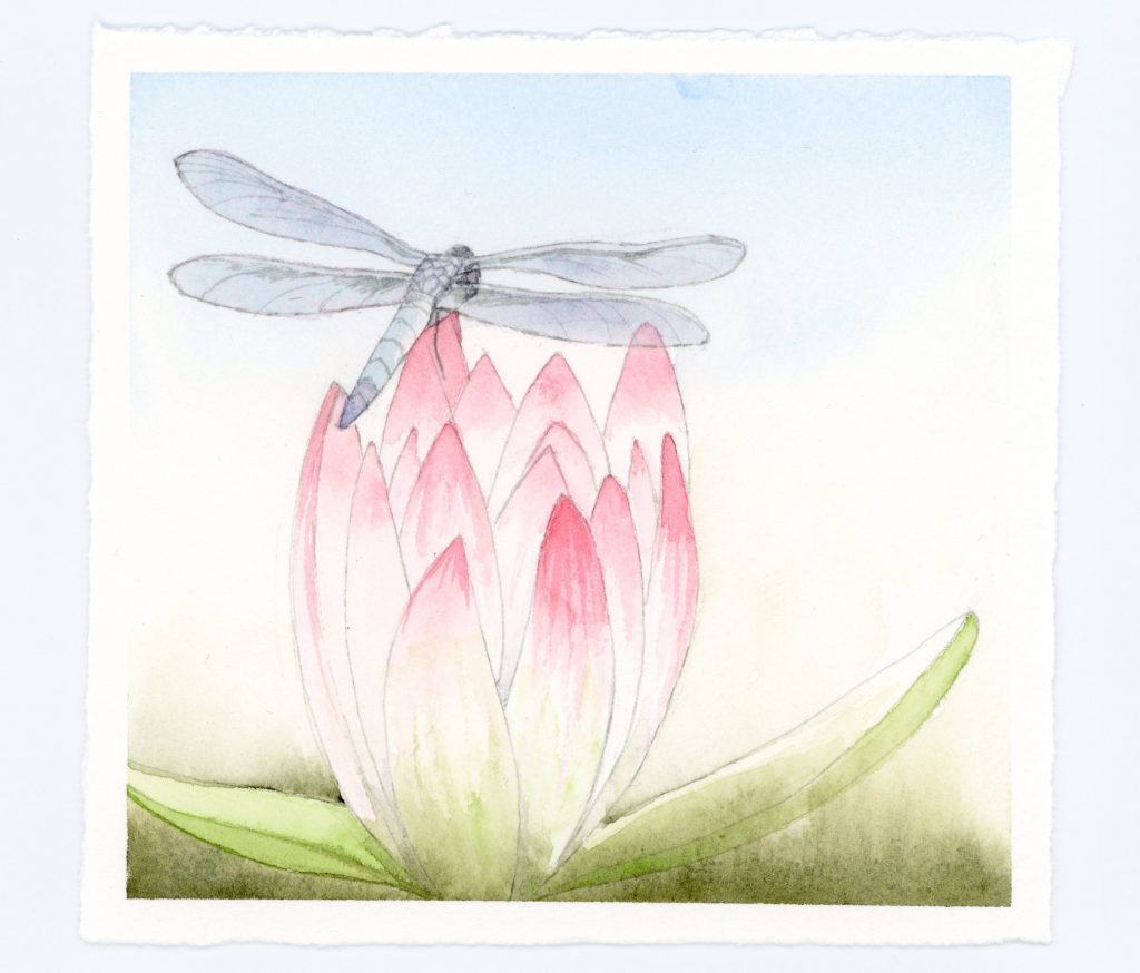 Dragonfly and waterlily illustration in watercolor and ink