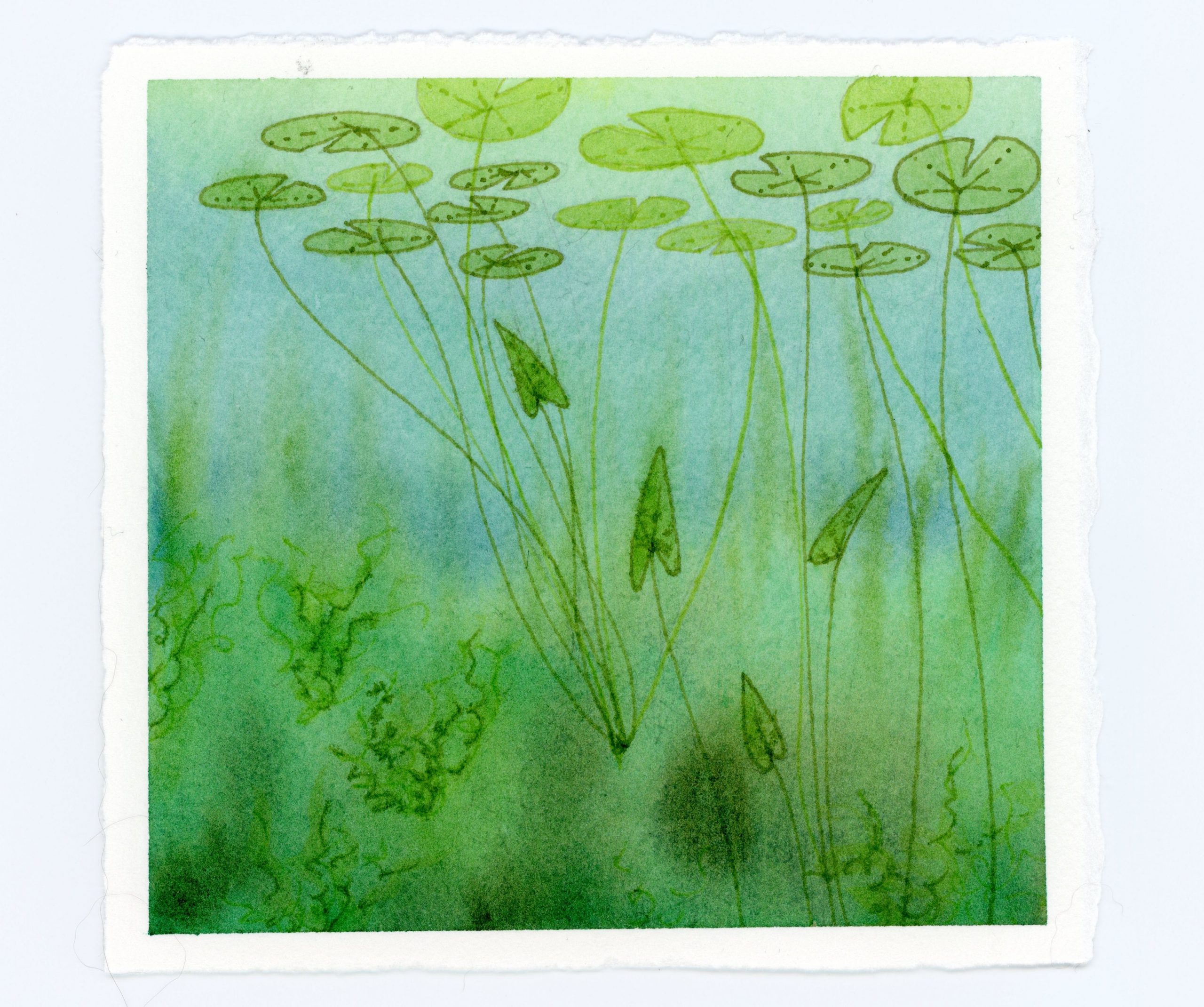 underwater lily pad watercolor and ink illustration