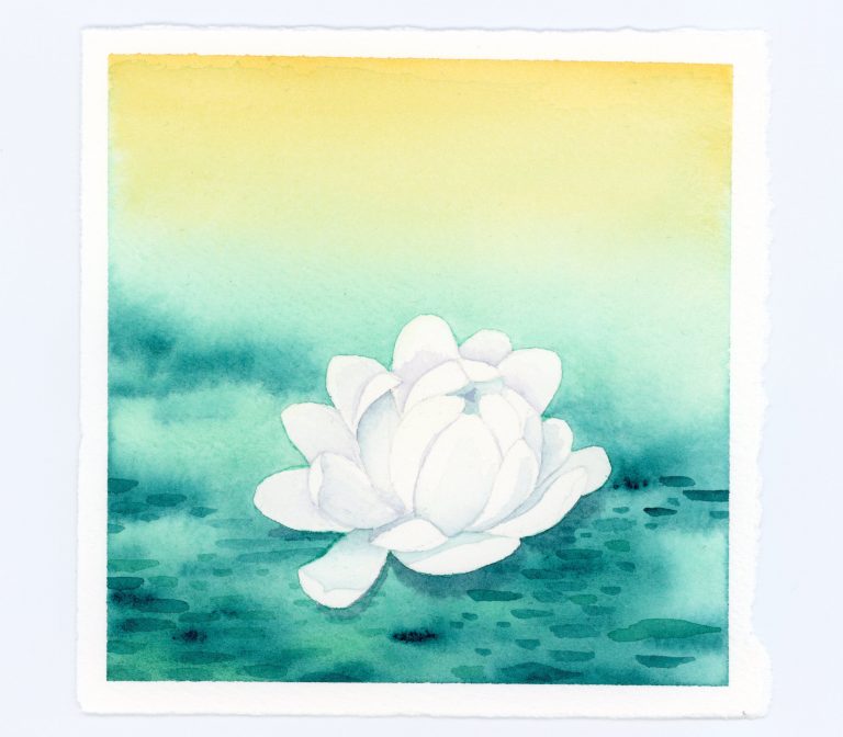 White waterlily watercolor illustration