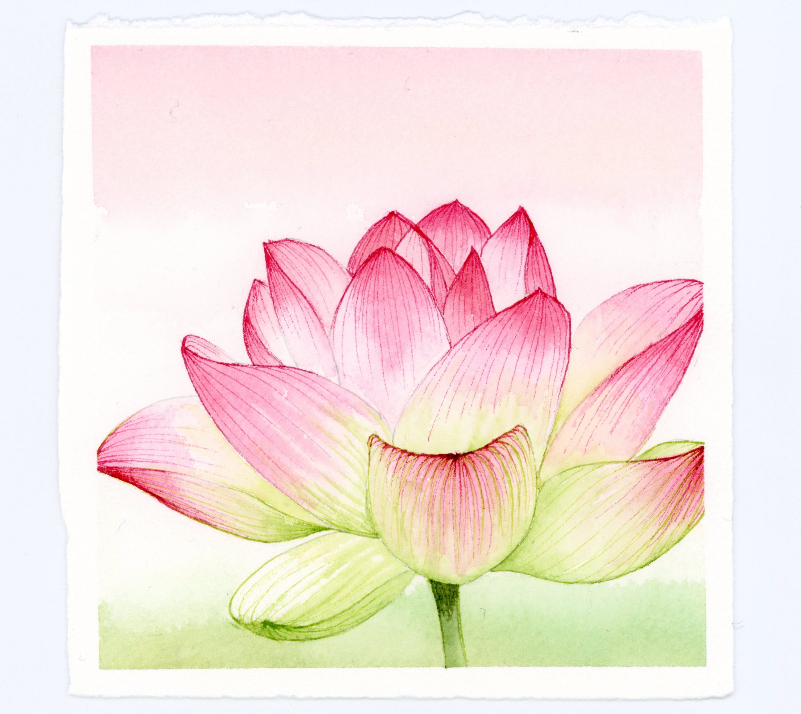 Waterlily watercolor and ink illustration