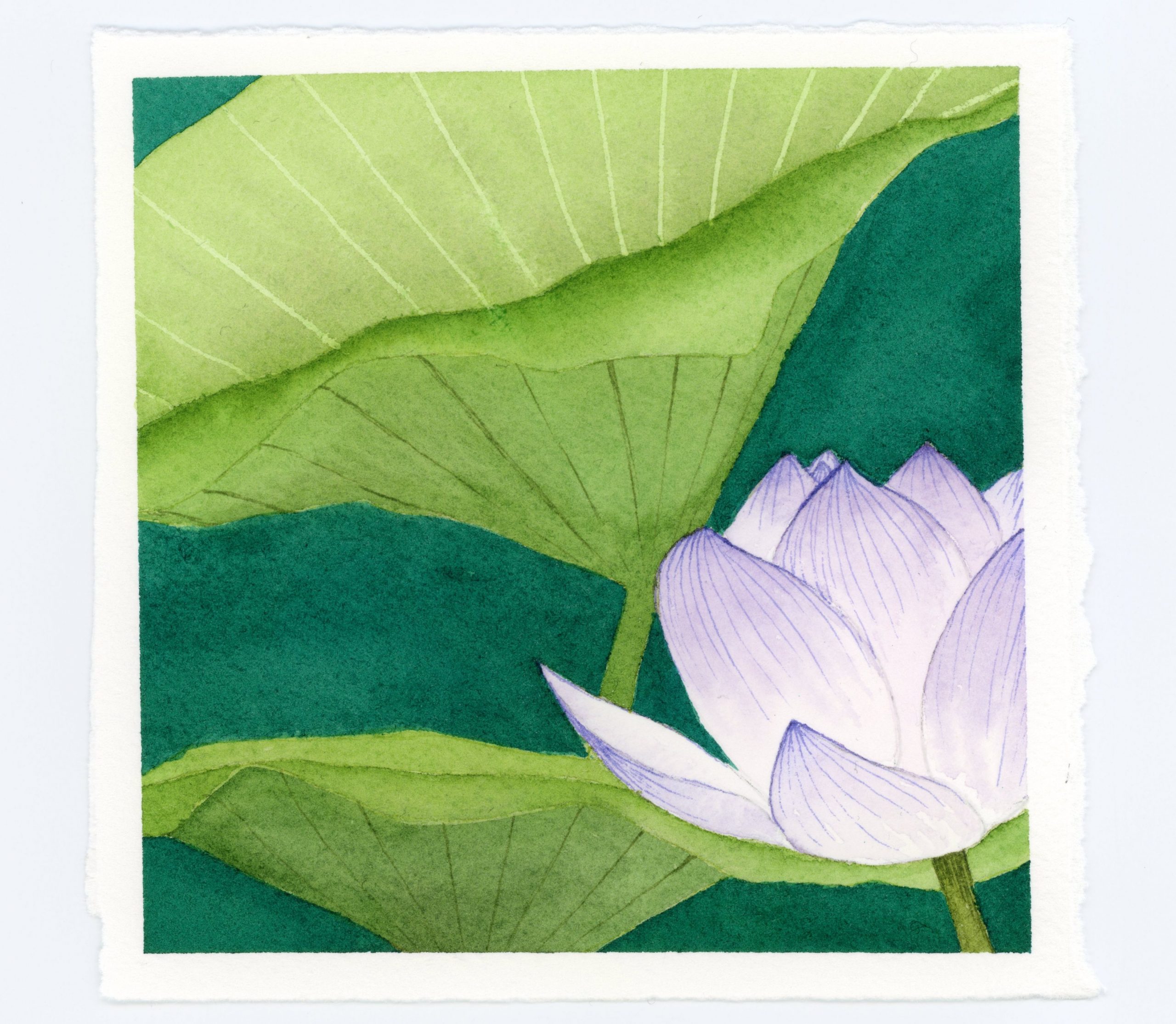 Waterlily watercolor and ink illustration