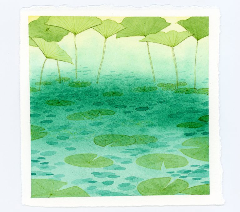 Lily pads watercolor and ink illustration