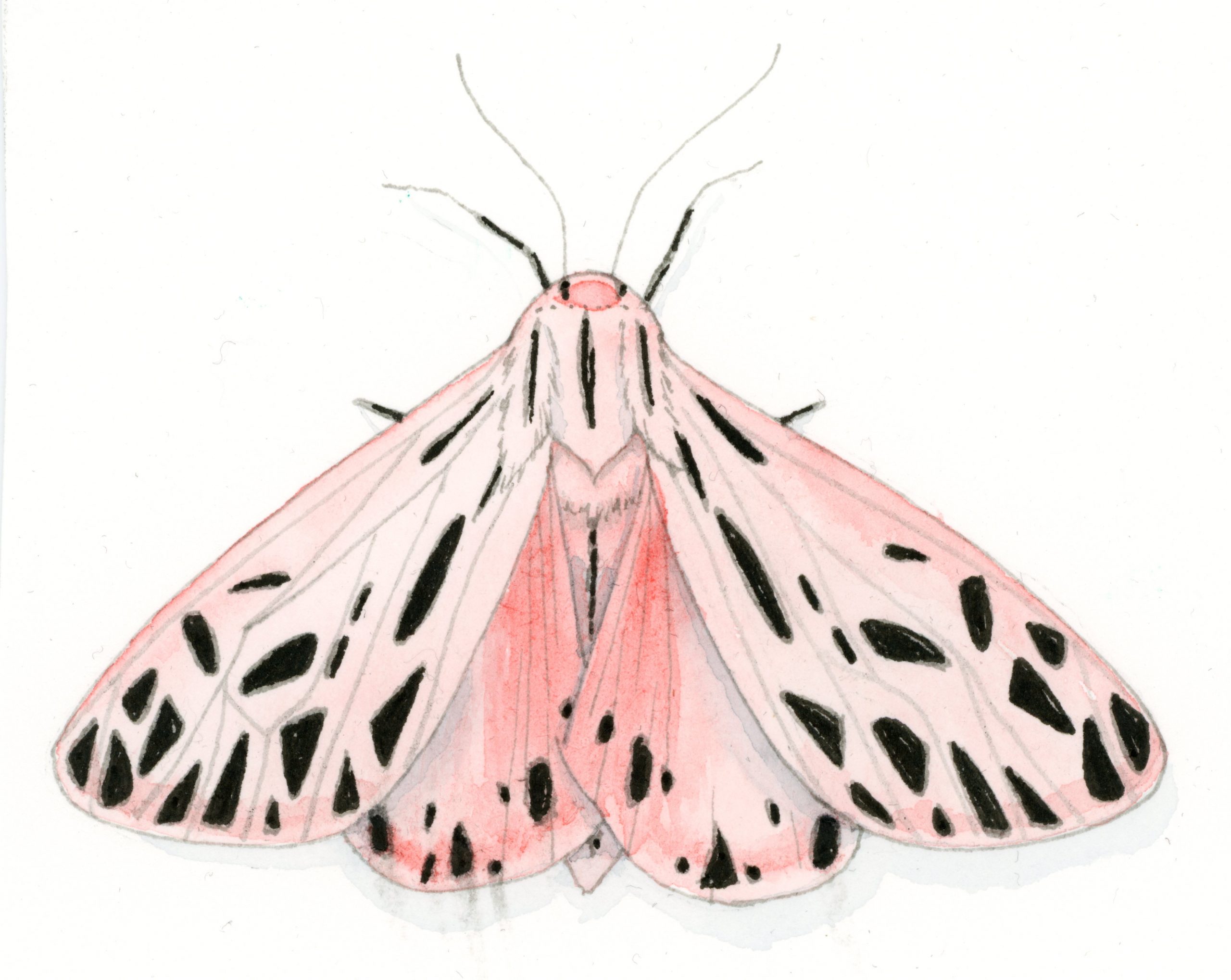 Arge Tiger Moth watercolor