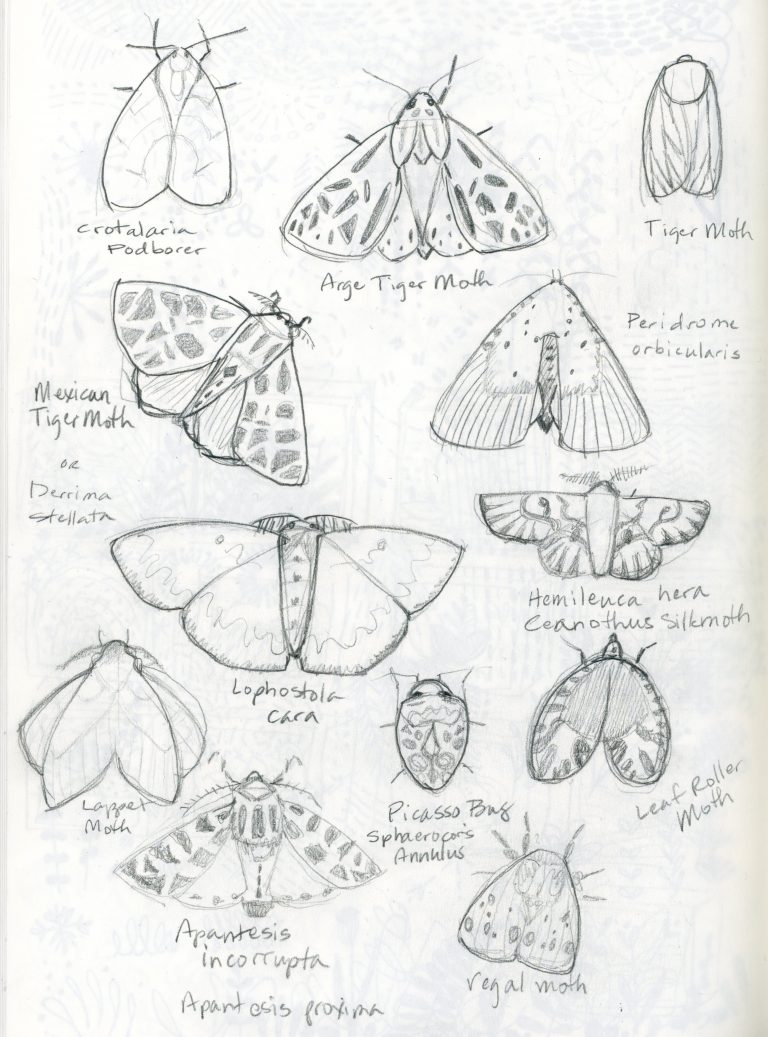 Moth sketches