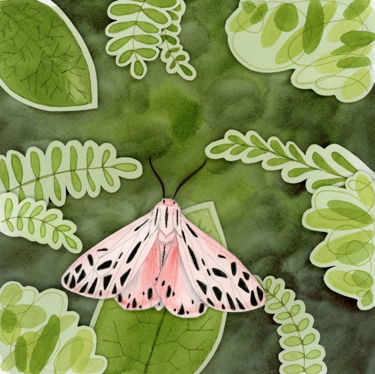 Pink tiger moth shadowbox art