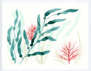 Seaweed and coral watercolor