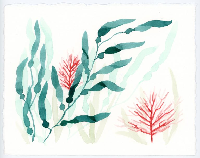 Seaweed and coral watercolor