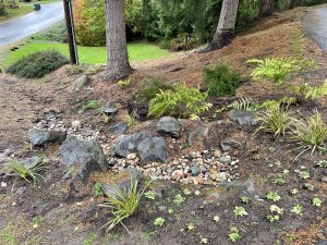 Woodland garden and dry creek bed