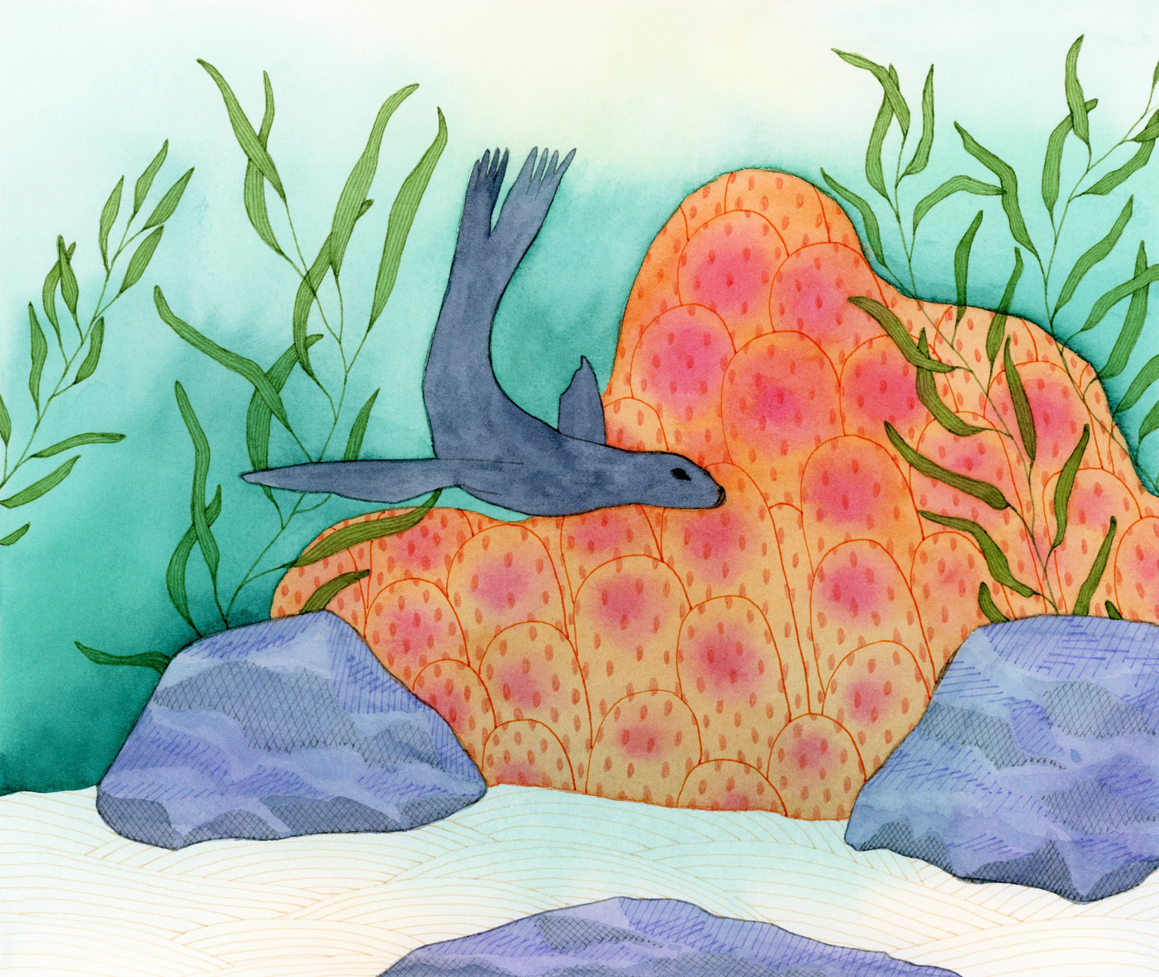 Sea Lion in Coral Watercolor