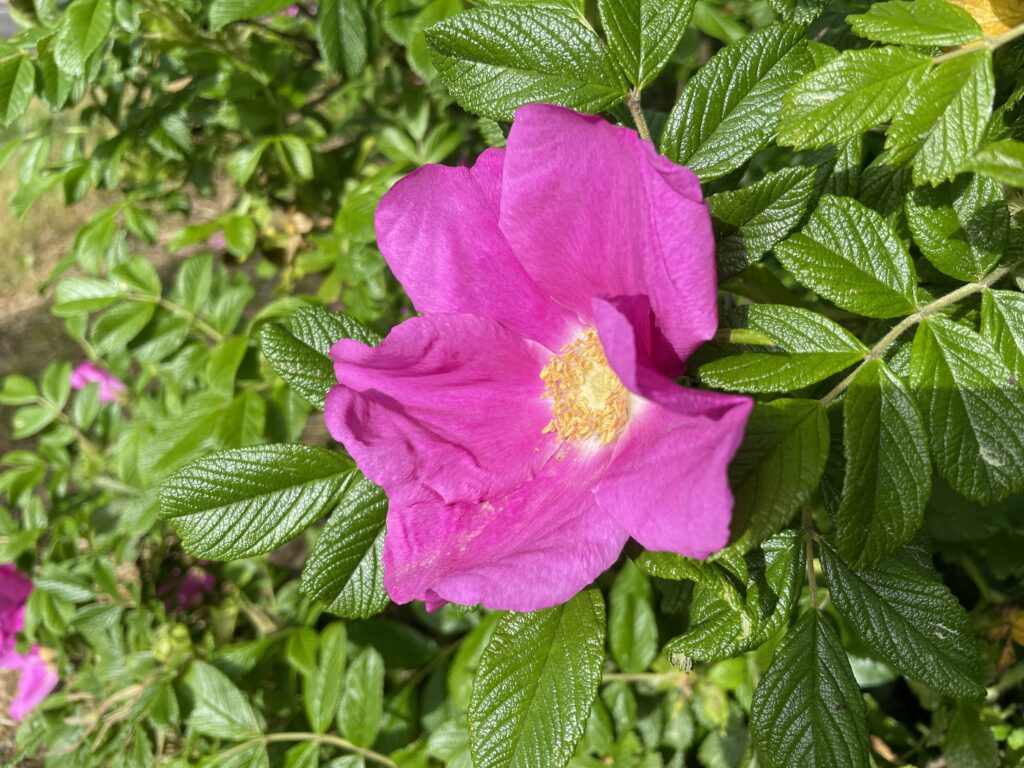 Shrub rose at Martha Lake, WA